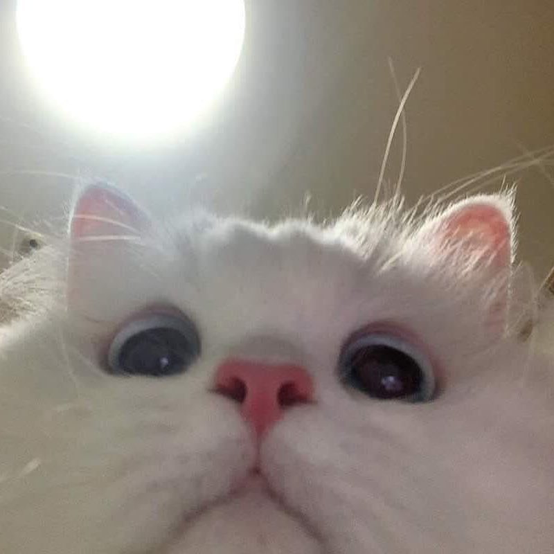 ten as cat 🐱 (@tenascat) on Twitter photo 