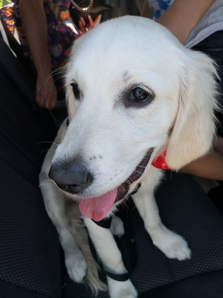 Maxy my grandsons Blake and Ashton's pup