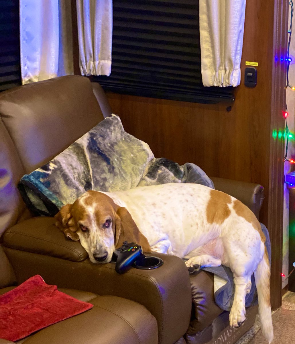 Dsears58's tweet photo. When you’ve been in the same spot for so long you start melting off the side #merrychristmaseve #dogsoftwitter @dogcelebration https://t.co/BqxMzt82eh
