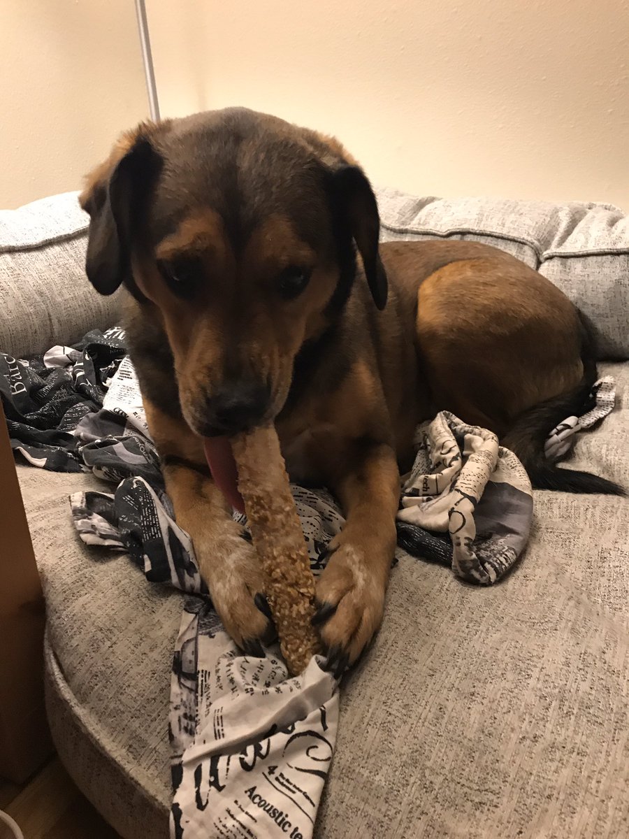 KLGenter's tweet photo. Griffey goes through bones like they’re cat food. The softer busy bones were no match for him; however, @Purina made these awesome #busybones we hadn’t tried before and they work like a charm. He’s been working on it for a while and IT’S. STILL. THERE! Best #ChristmasEve gift :) https://t.co/ChWtUGmZwW