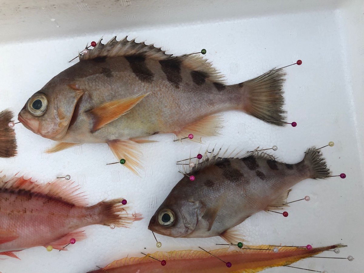 Sorari No Twitter 同月 スミツキアカタチ 市場で生簀から飛び出し亡くなっていた個体を許可を取り頂いてきました 初めてのアカタチの仲間でした