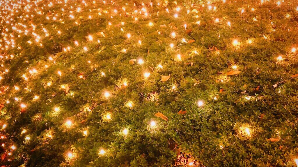 caocaocao14's tweet photo. キラキラ��森✨

#クリスマス 
#イルミネーション
#キリトリセカイ
#写真で伝えたい私の世界 
#写真好きな人と繫がりたい https://t.co/XAQsRsq4Vs