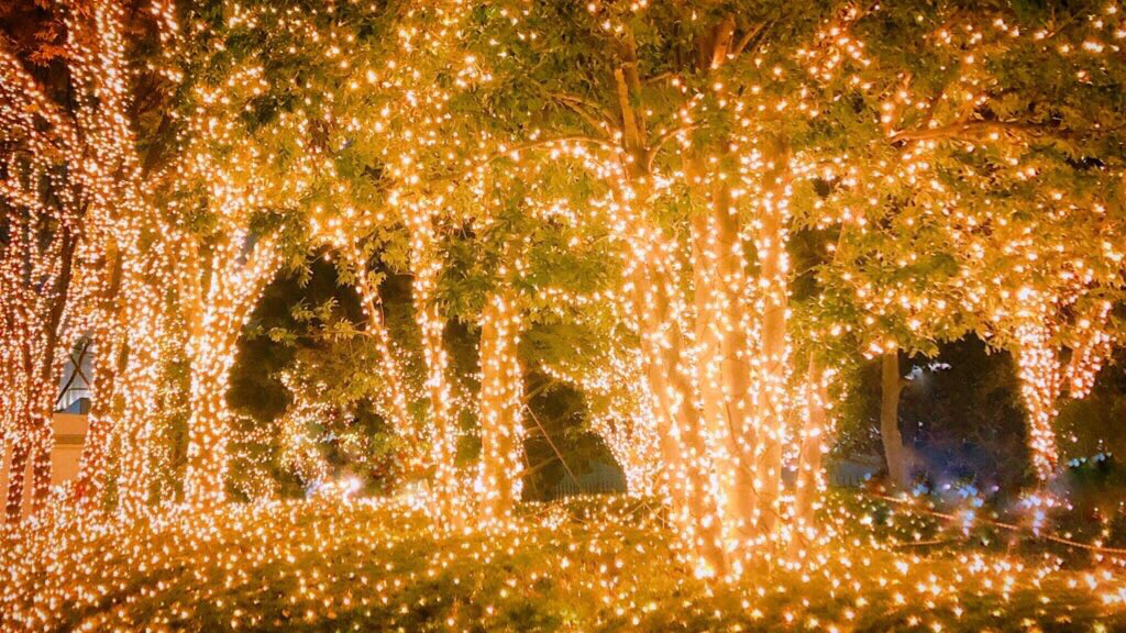 caocaocao14's tweet photo. キラキラ��森✨

#クリスマス 
#イルミネーション
#キリトリセカイ
#写真で伝えたい私の世界 
#写真好きな人と繫がりたい https://t.co/XAQsRsq4Vs