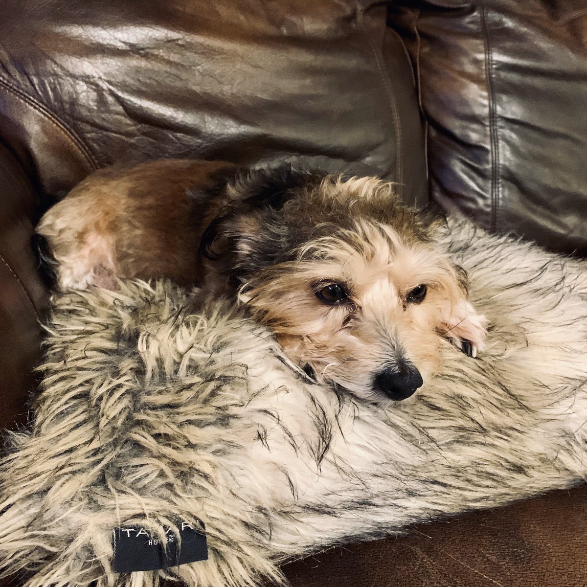 RABarry's tweet photo. Someone’s “got the life”! What a sweet princess👑 https://t.co/7G81mbFR2h