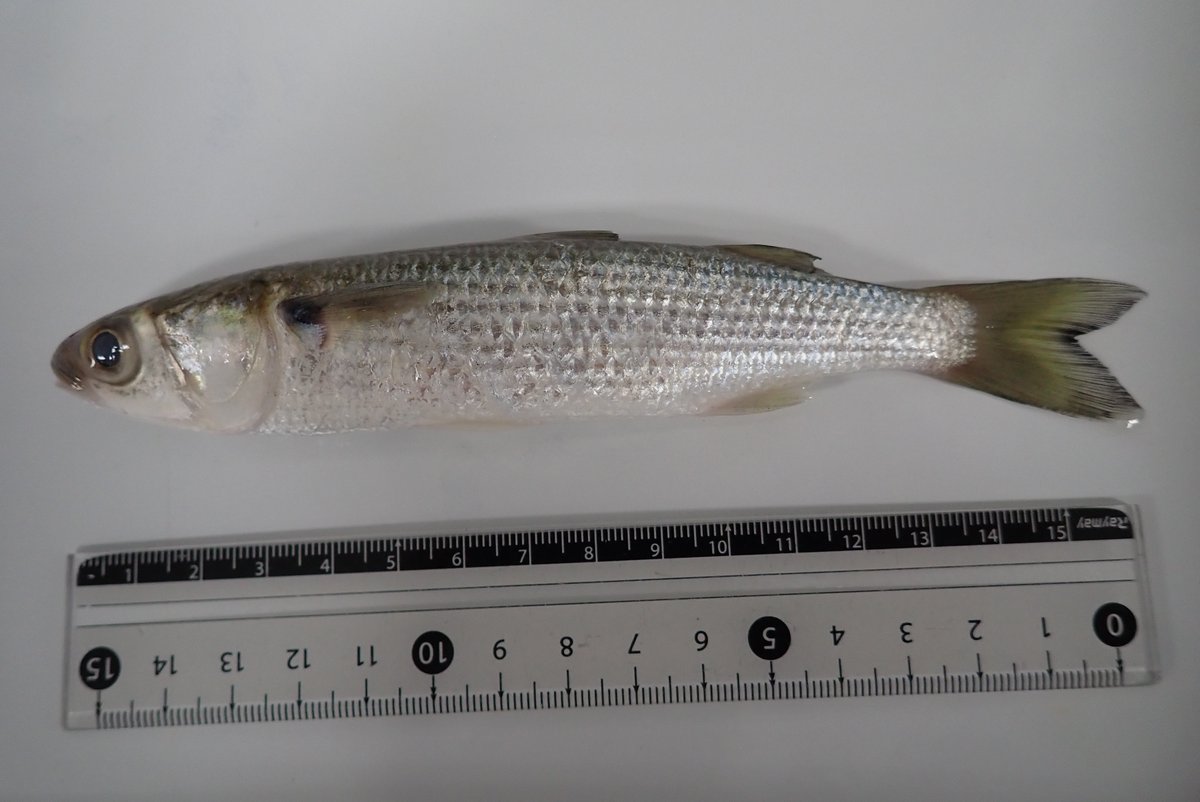 旭川医大寄生虫学講座 A Twitter この魚 何でしょうね 採集場所は関東の河川でウグイやフナ タナゴがいる場所ですが 汽水っぽくもあり 私は ボラの仲間だと思ったんですが なんか顔が違う 魚 難しい 教えて下さい 旭川医大寄生虫学講座 A Twitter この魚 何でしょうね 採集場所は関東の河川でウグイやフナ タナゴがいる場所ですが 汽水っぽくもあり 私は ボラの仲間だと思ったんですが なんか顔が違う 魚 難しい 教えて下さい