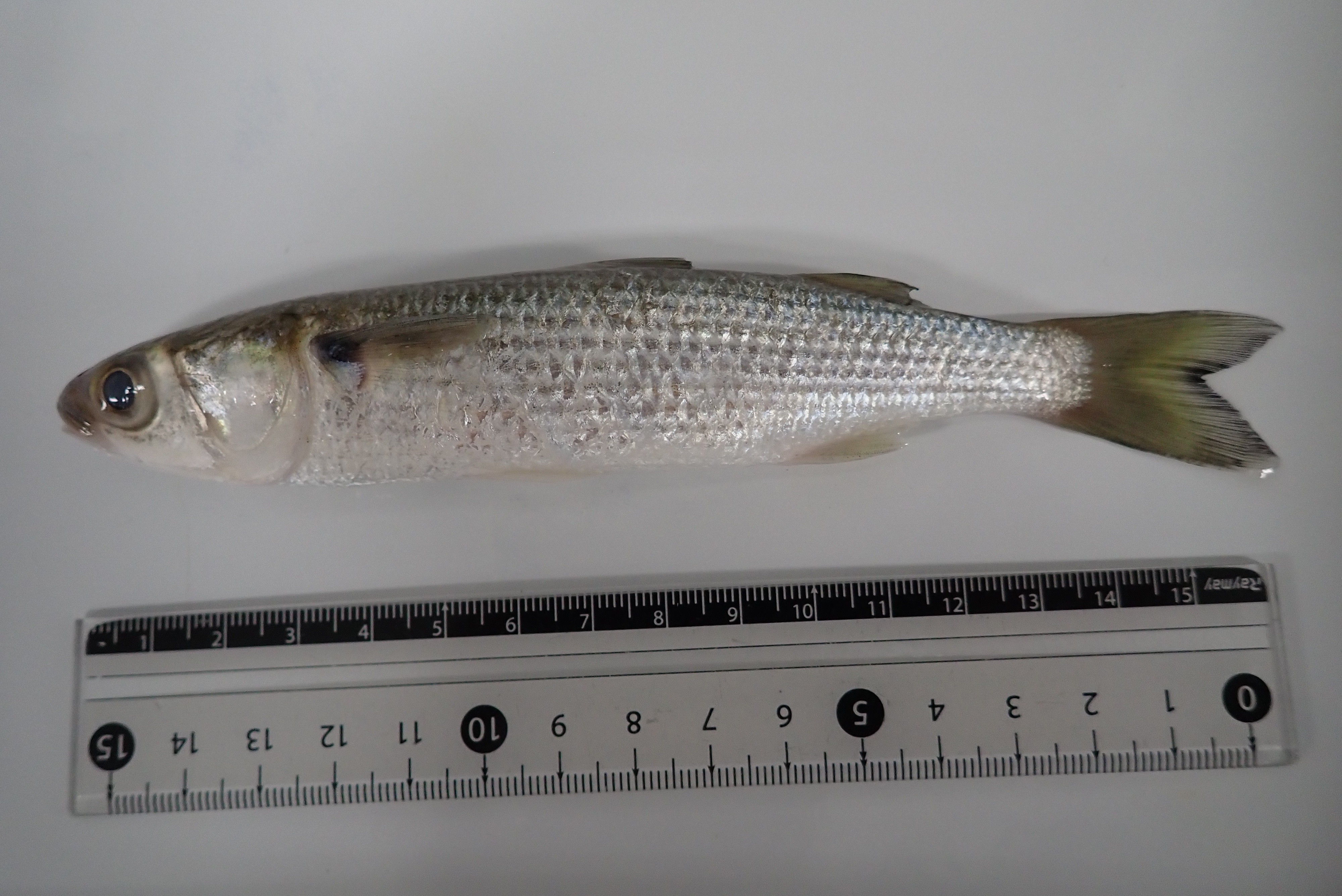 旭川医大寄生虫学講座 A Twitteren この魚 何でしょうね 採集場所は関東の河川でウグイやフナ タナゴがいる場所ですが 汽水っぽくもあり 私はボラの仲間だと思ったんですが なんか顔が違う 魚 難しい 教えて下さい T Co Ks86jqep6b Twitter