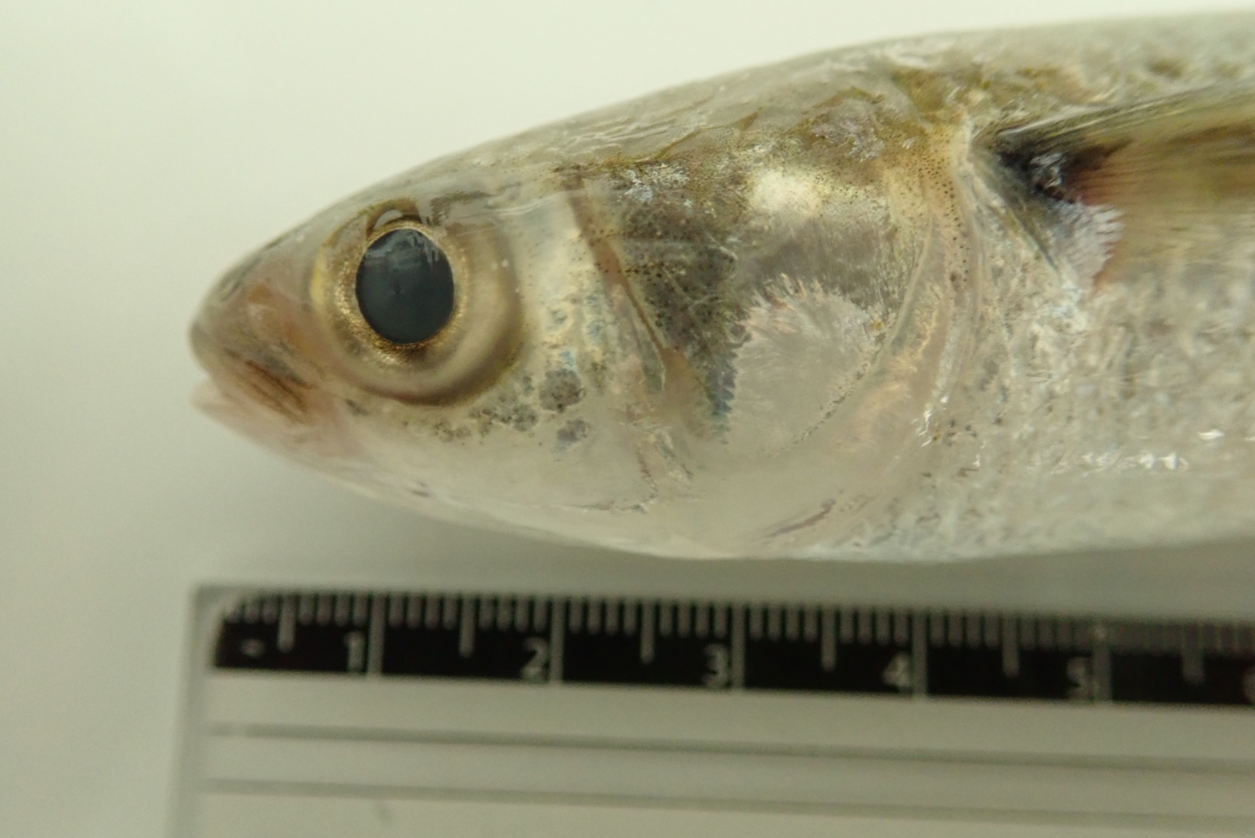 旭川医大寄生虫学講座 A Twitteren この魚 何でしょうね 採集場所は関東の河川でウグイやフナ タナゴがいる場所ですが 汽水っぽくもあり 私はボラの仲間だと思ったんですが なんか顔が違う 魚 難しい 教えて下さい T Co Ks86jqep6b Twitter
