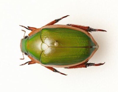 バスルームでちょっとグレーっぽいクリスマスビートルを見つけた 虫