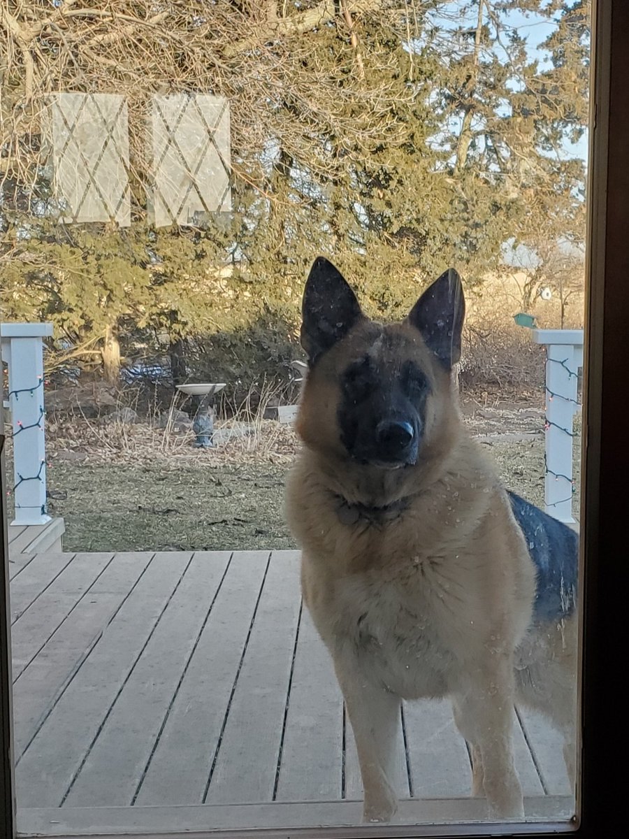 MVFD_20's tweet photo. Took this pictures yesterday morning. Never would have thought eight hours later I'd be burying him. RIP Chester, you'll be missed https://t.co/4aQWwuBBJM