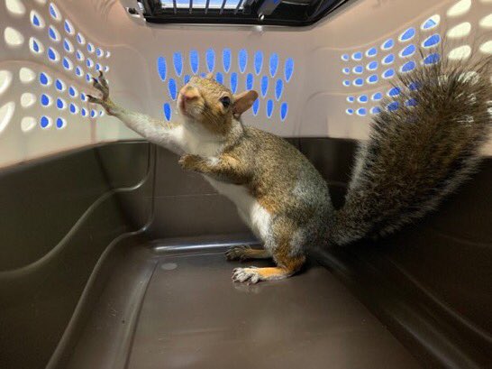 ScottTaylorTV's tweet photo. I LOVE @ABC7TimBarber cause the Dude will report on anything... anywhere... at any time... even a squirrel who needs a new home on Christmas. 😎 #Respect #GoodJournalist #squirrel https://t.co/9QlRsZpdKq