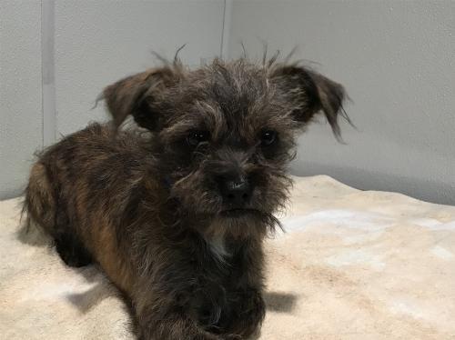 ladogsforyou's tweet photo. Baby male #Terrier mix in Pomona, CA. 46933158 https://t.co/lCDMJEXrwA https://t.co/QXgLyggdmD