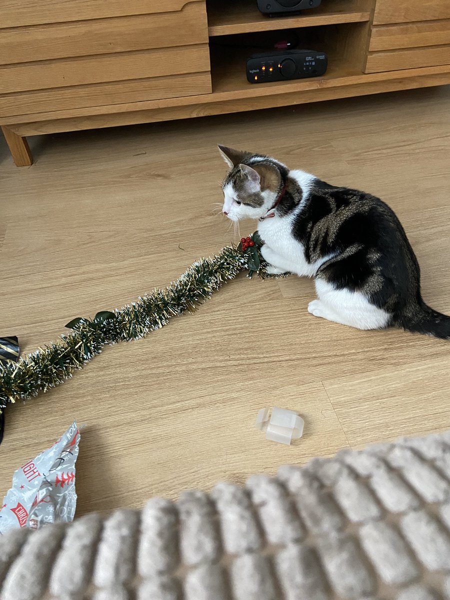 jai_bee's tweet photo. Jack is only interested in tinsel and wrapping paper #petsmas #JoinIn https://t.co/Kwi4BelZBh