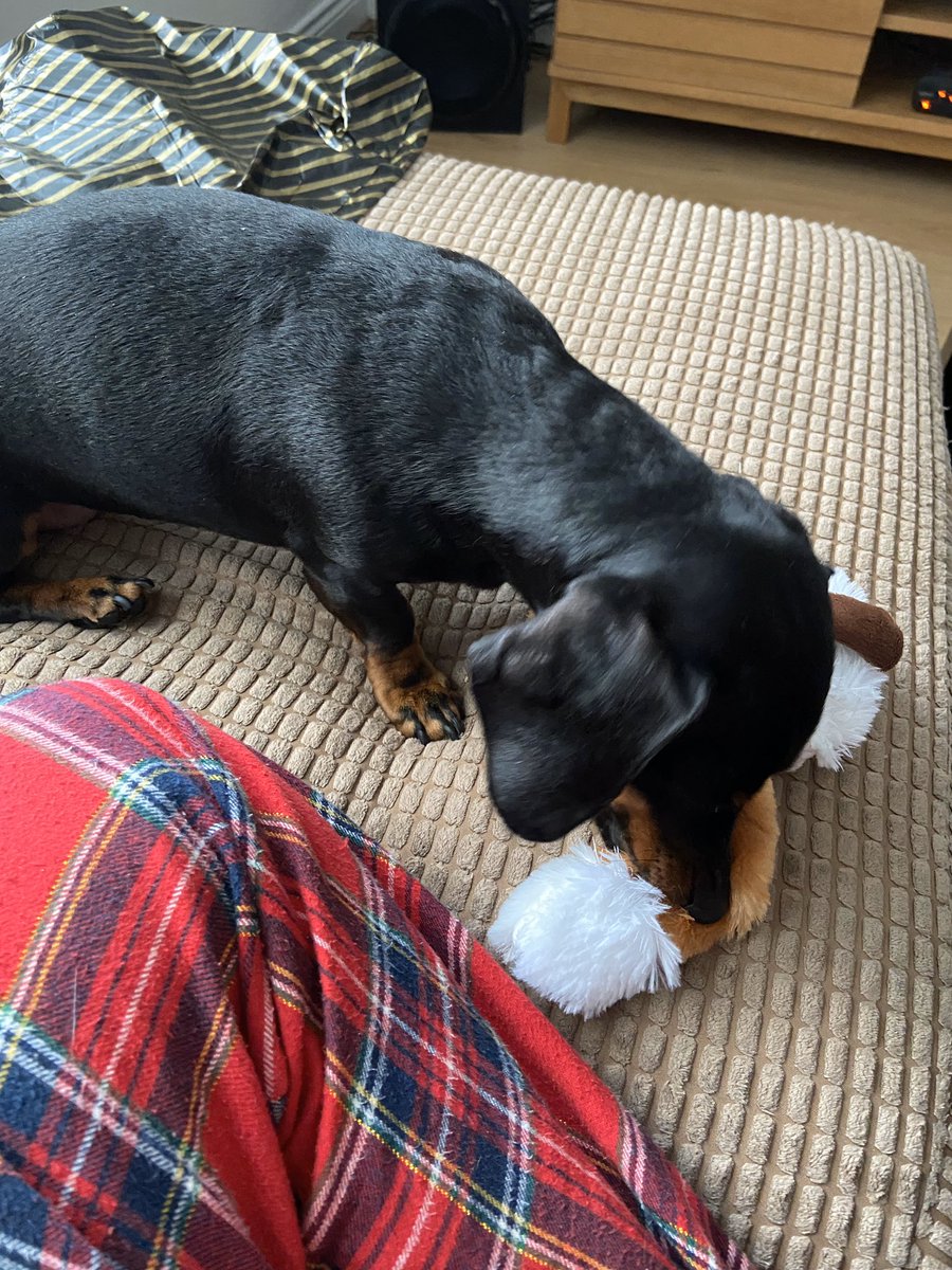jai_bee's tweet photo. Ruby’s fox toy doubles as a fetching scarf #petsmas https://t.co/RqPXQC707G