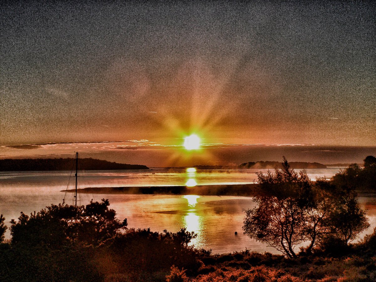 Birds of Poole Harbour tweet media