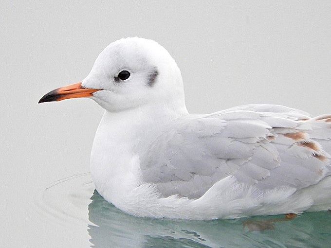 ユリカモメのtwitterイラスト検索結果 古い順 ユリカモメのtwitterイラスト検索結果 古い順