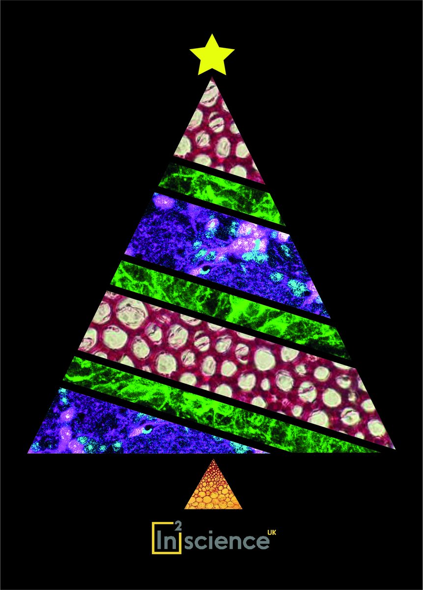 in2scienceUK's tweet image. Merry Christmas🎄Hope everyone is having a joy filled day!! #microscopeart #cellart