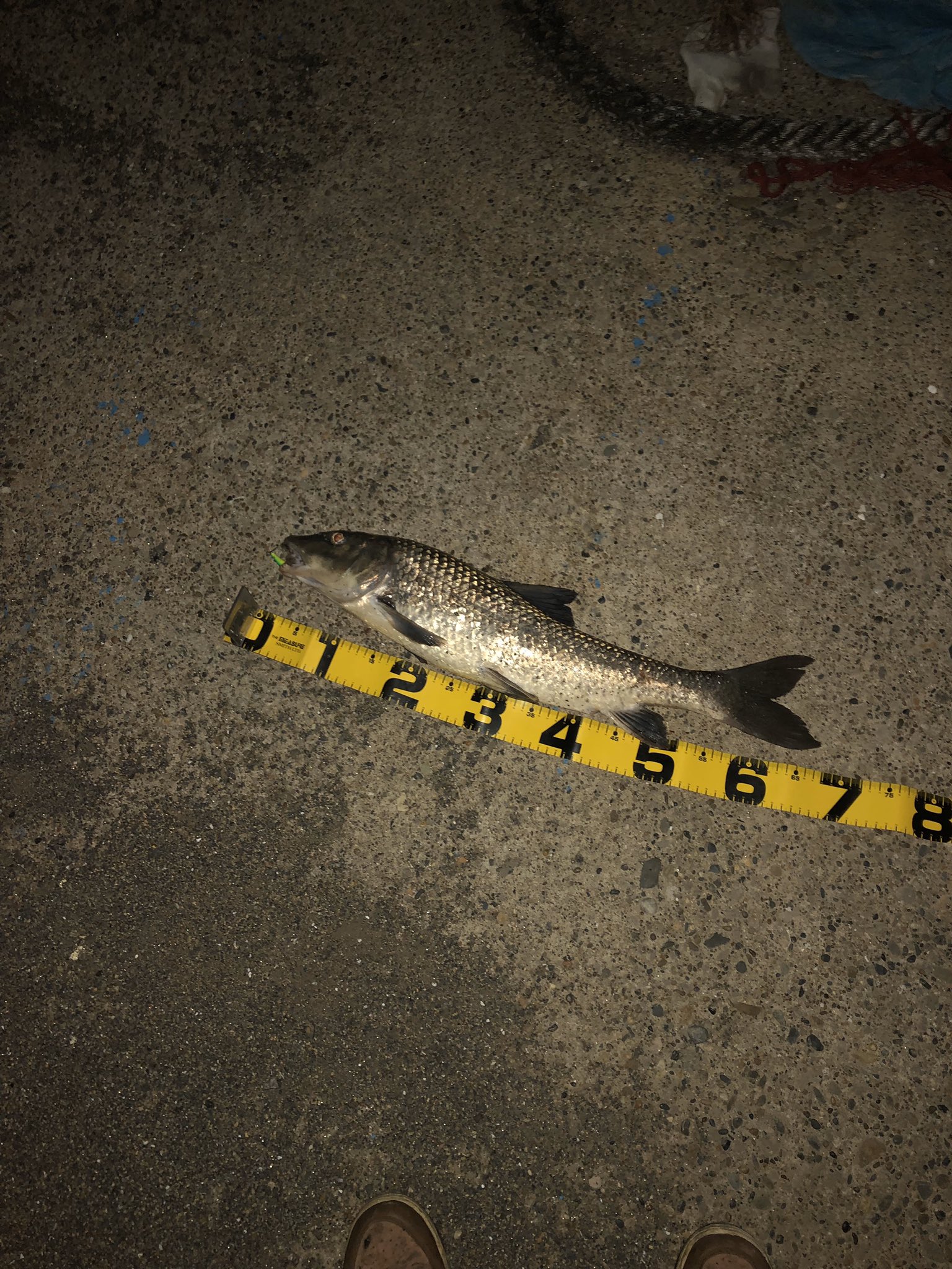 にわかシーバスアングラー穴澤雄一 昨晩までの記憶に残る魚たち 千葉県銚子市 利根川 利根川河口 シーバスフィッシング ルアー釣り 外道 嬉しい外道 嬉しくない外道 T Co F0rptk5fb7 Twitter