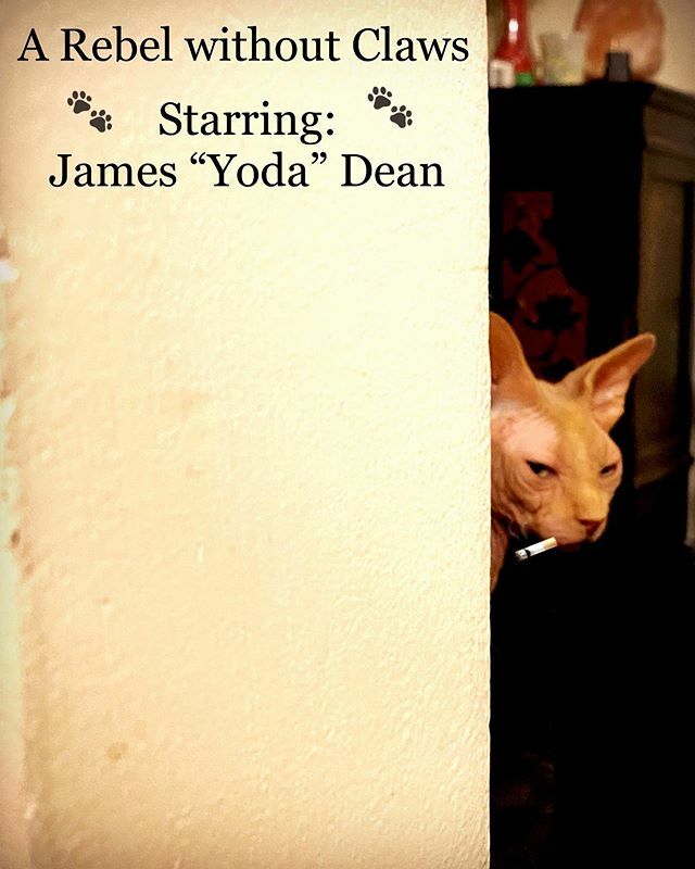 CheleOnEarth's tweet photo. A Rebel without Claws🐾
•
@therealjggil your kitty 🚬😹
•
#jamesdean #smokingkitty #rebelwithoutacause #petsittingshenanigans #justonecig #thatlook #arebelwithoutclaws #hereallydoeshaveclaws #comedyeverywhere #somewhereinhollywood #losangeles https://t.co/Z8ZrICL94r https://t.co/mIaeoGo82D
