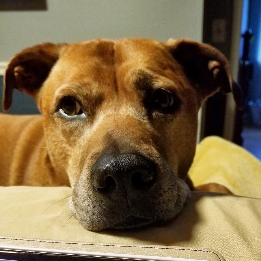 SarcasticMe71's tweet photo. @JustinScaife @craignewman @dog_rates @WOWK13News Delta specifically bans them, even registered service dogs due to being vicious. Have to go thru DOT to get the ban overturned. We have ppl in MI doing that right now.  They had meeting with DOT higher ups cpl weeks ago. Wish them luck!

This is Chewy, my vicious pittie. https://t.co/AHv8r7PybZ