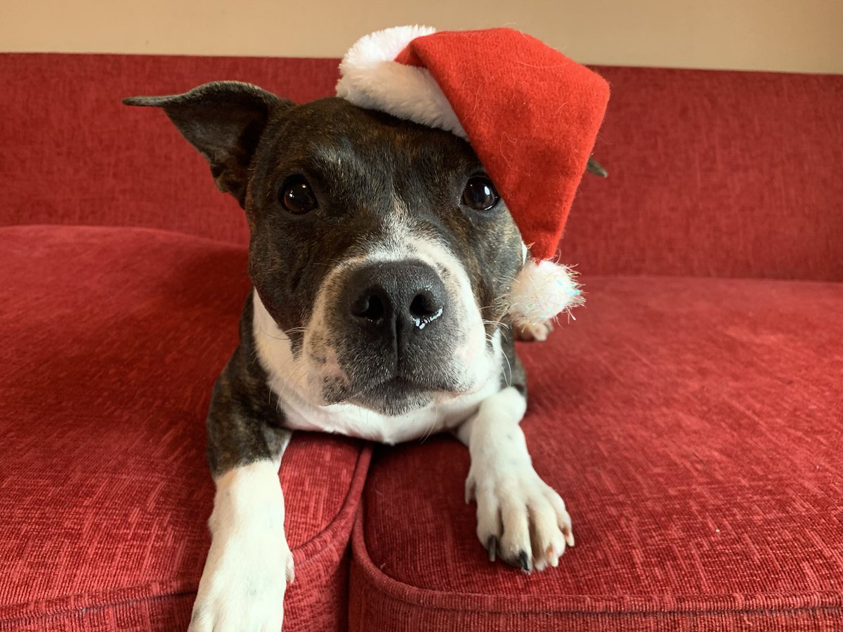 Merry Christmas Everybody! #Christmas