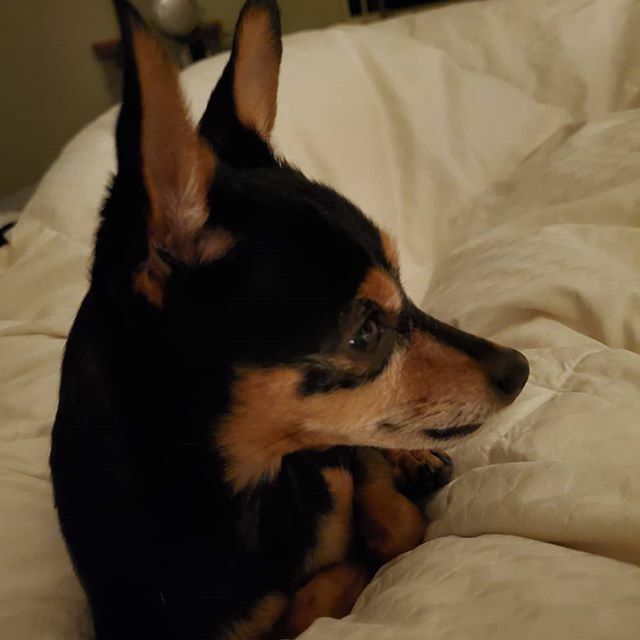 Guarding the house, always ready to protect. #minpin #guarddog #minpins