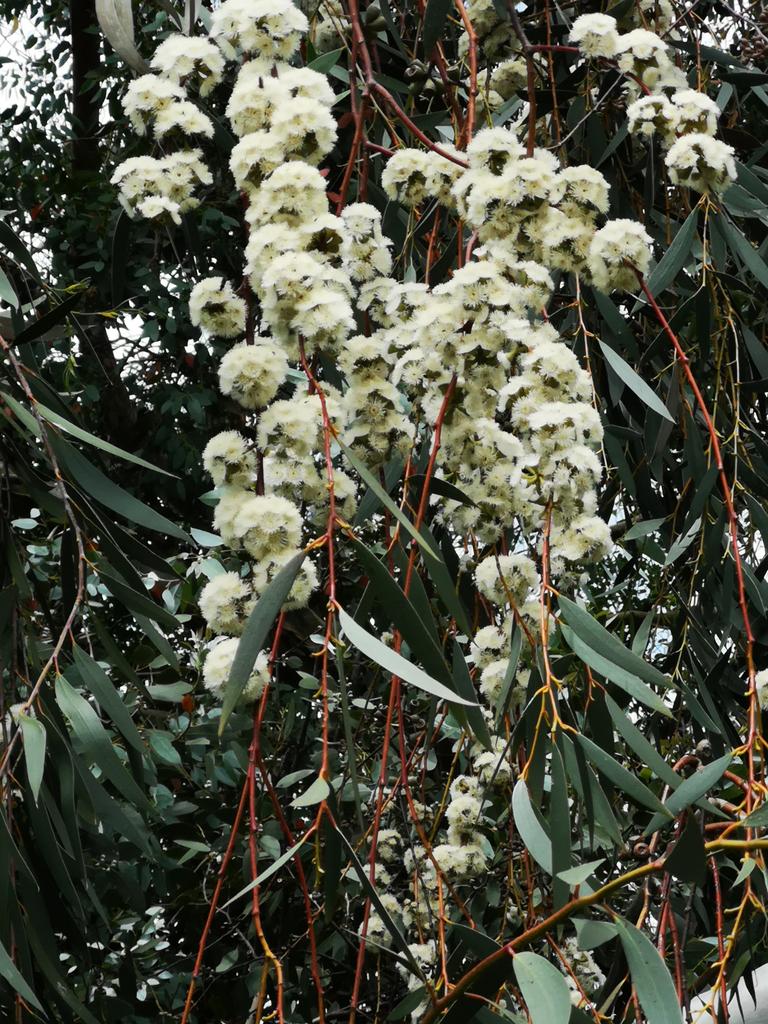 HeatherMillig19's tweet photo. Eucalyptus lacrimans, Adaminaby Snow Gum or Weeping Snow Gum in flower here in Dipton, NZ https://t.co/u9BauMhQmV