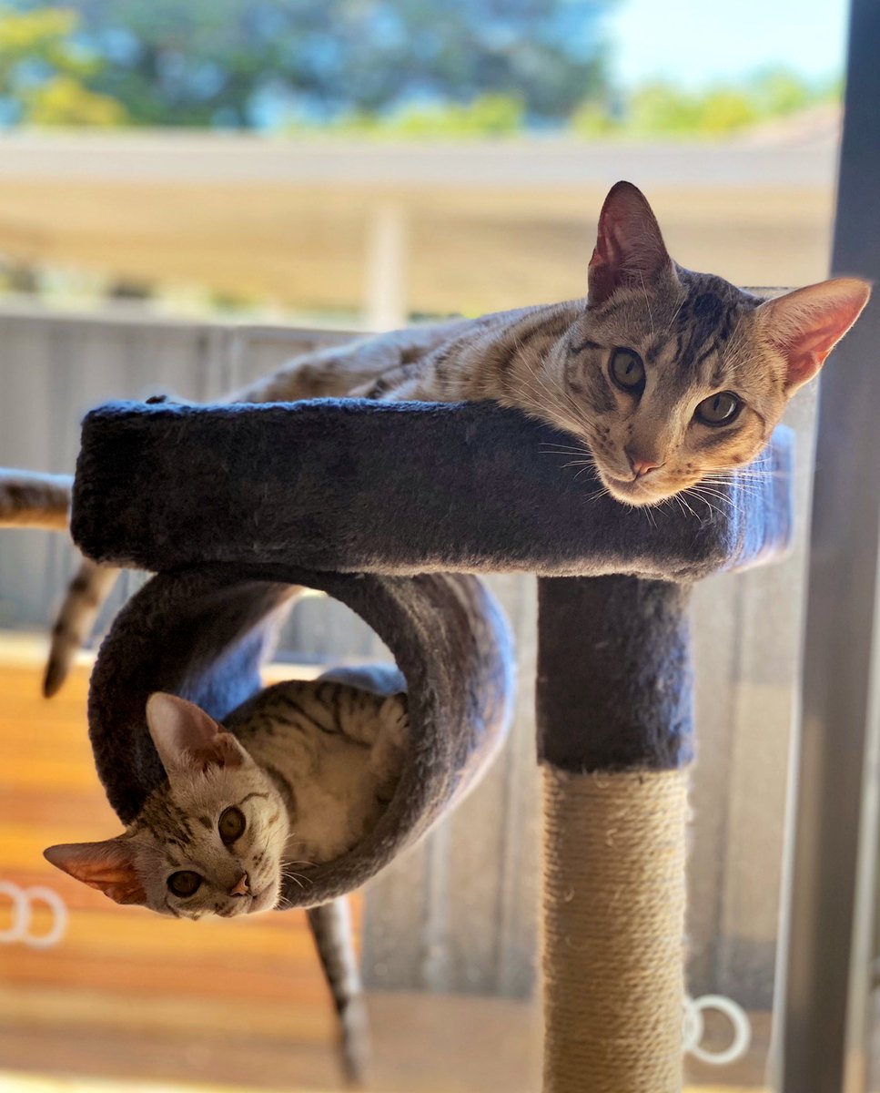 Iamfallfromgrace At Imfallfromgrace Twitter