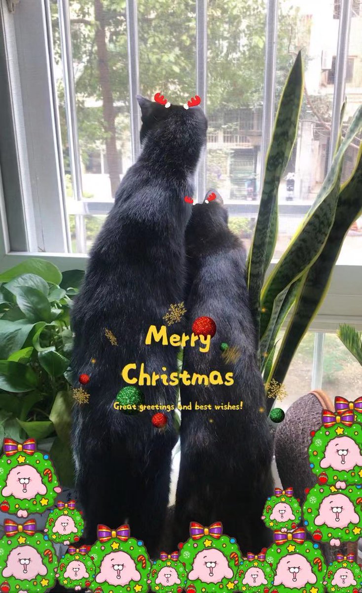 Healthdream1's tweet image. Why Santa hasn't come yet, we also want Christmas gifts?