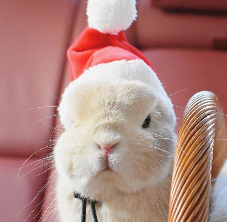 VIINI THE RABBIT tweet media