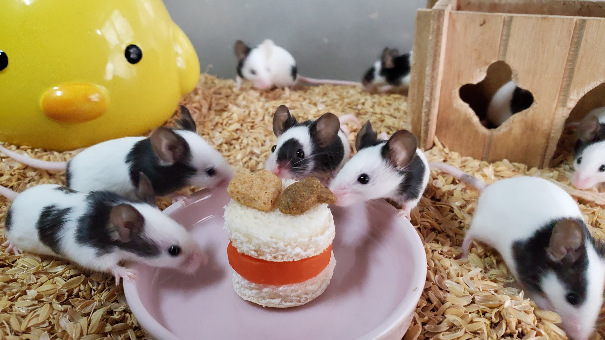 小諸市動物園 公式 その後 パンダマウスのきらきらアピールにやられた飼育員サンタ から 美味しいプレゼント パンダマウス用クリスマスケーキ をゲットできました みなさまも素敵なクリスマスをお過ごしください パンダマウス