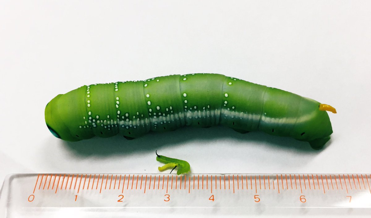 もげら サイズ感が凄い 1枚目はヤラセなのですぐ降ろしました 花壇の日々草が坊主寸前で もう移動させる場所がない 小さい日々草にチビ2匹は移動させたけど葉の量が足りない このチビ2匹は餌がなくてダメになるかもしれない キョウチクトウスズメ