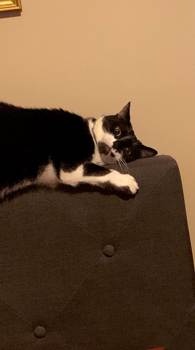 ericmcgill0214's tweet photo. ‘Twas the night before Christmas, not a creature was stirring, not even a mouse. Oreo then realized the many gifts waiting, and the house became astir. But she has to wait a bit longer to receive her gifts which are bound to make her happy, that’s for sure! #MerryChristmas https://t.co/2d9pcCRRDE