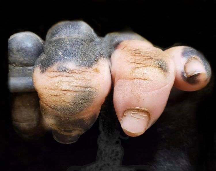fluffycakewhore's tweet image. #animals #Gorilla fingers with #depigmentation 🦍