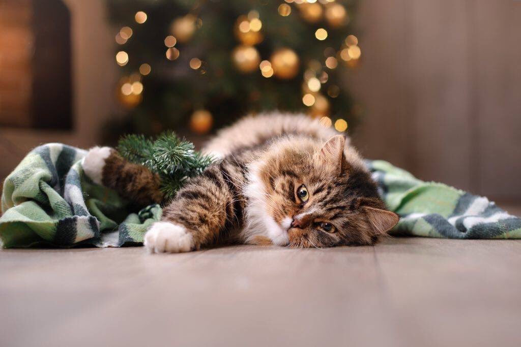 purrboxes's tweet photo. Merry #Christmas! ☺️🎄🎁 https://t.co/zVjtg7jI1A