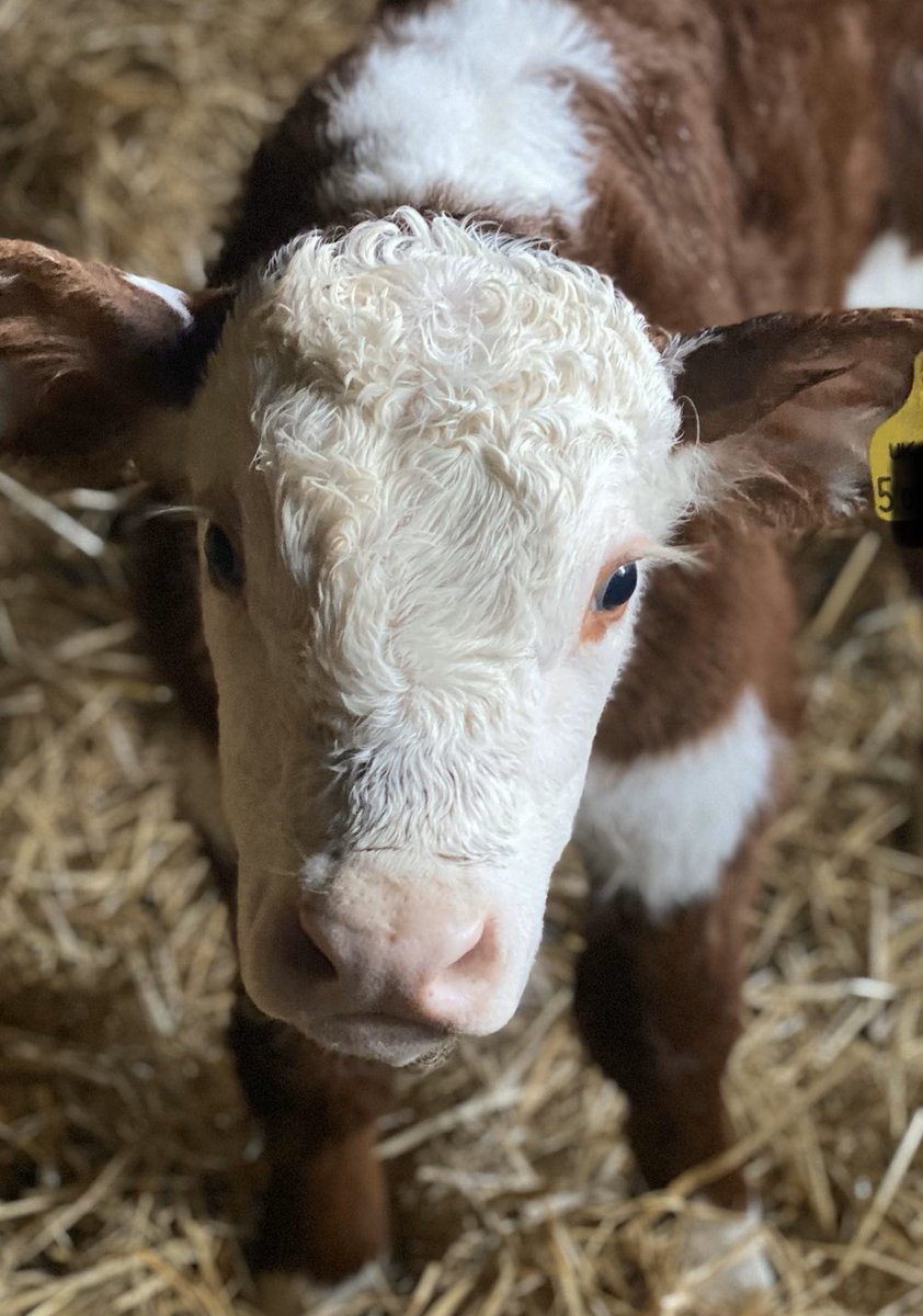brexitcalf's tweet photo. Morning everyone. Great to see farmers throughout the country out and about feeding all us animals before their real Christmas celebrations start. #Christmas2019 https://t.co/4B19H1eWyn