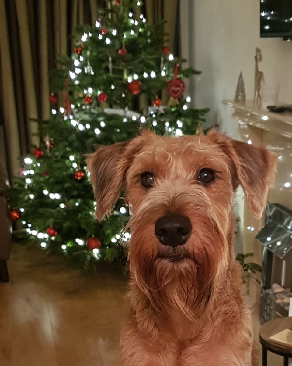 HAPPY CHRISTMAS EVERYBODY!! 🎄🎁🎉

#ChristmasDay #MerryChrismas #HappyChristmas #MerryChristmas2019 #irishterrier #vanleeuwenirishterriers