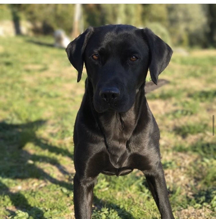 JeremyClarkson's tweet image. This dog went missing near Rollright and Hook Norton. Do NOT reply unless you can help.