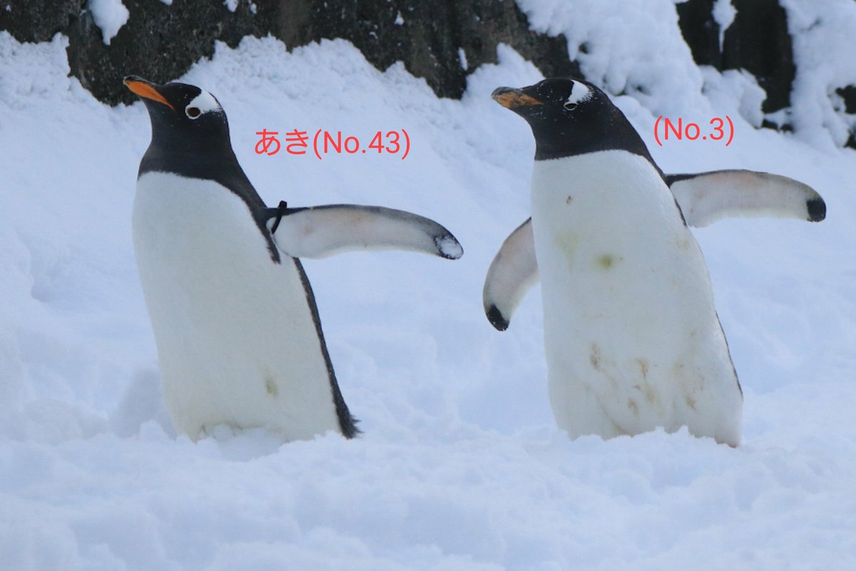 aki_arare's tweet photo. 今年も旭山動物園に行って来ました！！
今日からお散歩が始まるということで、見れて良かったです✨
最初のお散歩では あき ちゃんと
珍しく3番が参加してました。
お嬢様も参加してましたよ^^
そしてキングの雛ちゃんも💕
今年も本当に楽しかったです！
ありがとう旭山動物園😭👍
#旭山動物園 https://t.co/KTQ1c2Puyp