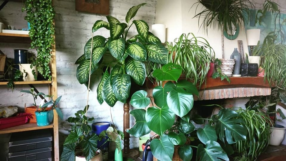 samayayoung's tweet photo. Sometimes it is hard to focus and #work on a #bookedit when all this prettiness is right beside you. #plantslikepets #plantsofinstagram #houseplants #amediting #writersofinstagram #writerslife #iheartwriting #gettingdistracted — in Netherlands. https://t.co/bFZXcaPghX