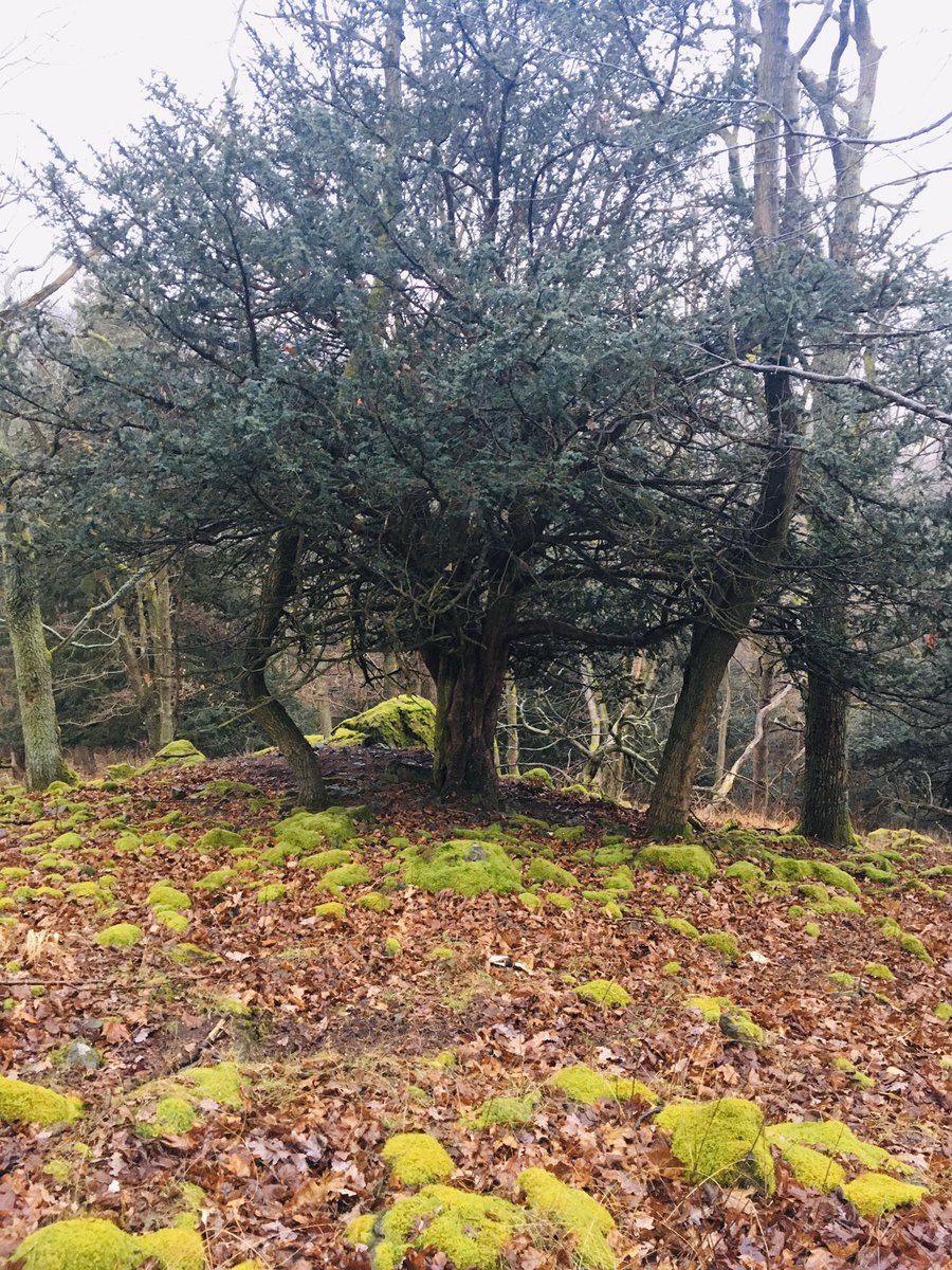 Petr Kuneš tweet media