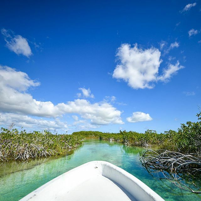 Lagoon, mangroves &amp; 🐊
.
.
.
.
.
.
#mexico #yucatan #nikonfr #sigmafr #mangroves #lagoon #siankaan ift.tt/2MrGEmA