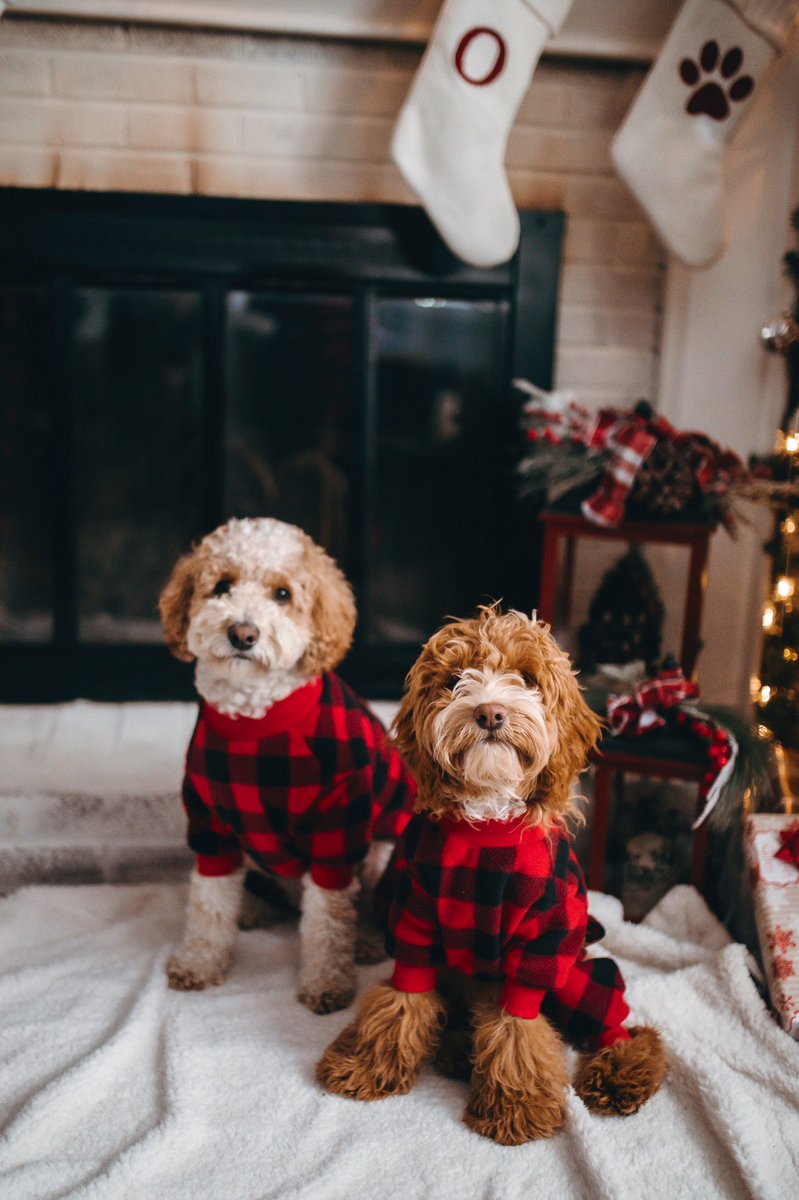 O_INUNI's tweet photo. Merry Christmas  🙎🏽‍♂️🎁 🐶🎄 🐶 🎁 🙎🏼‍♀️ https://t.co/tZuw803vF6