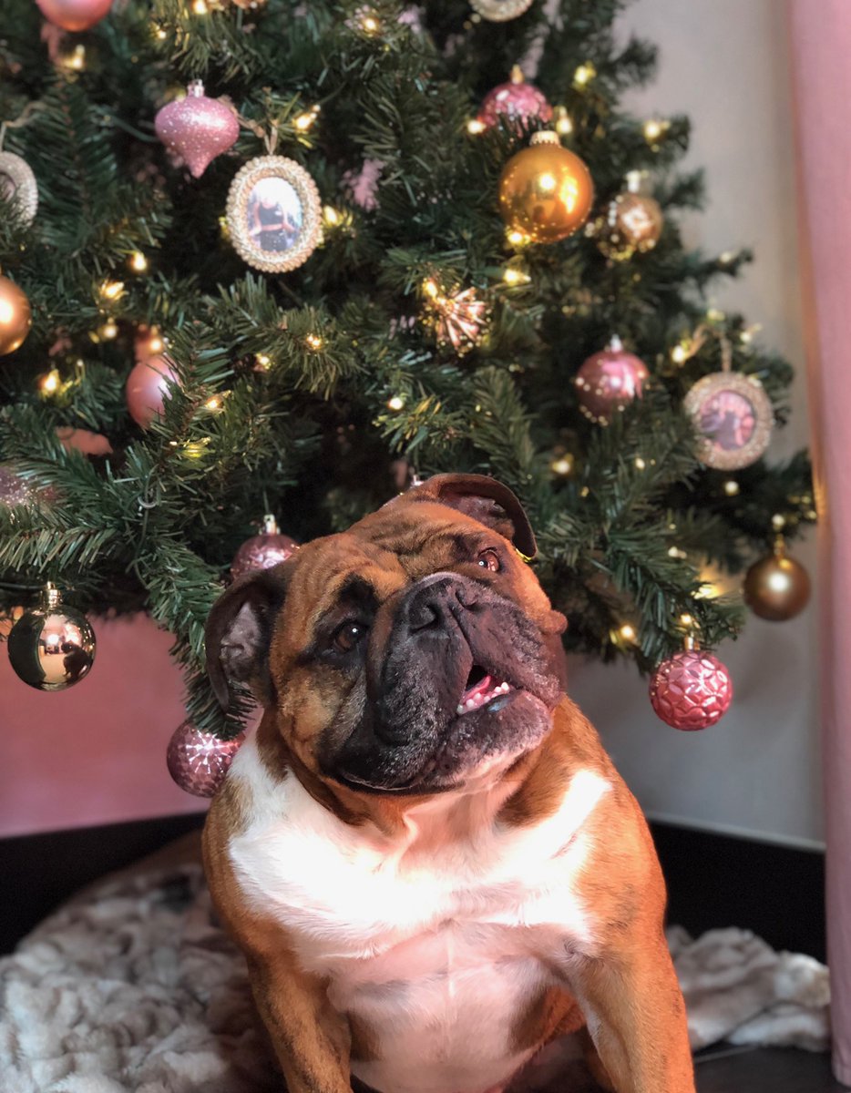 Looks like SantaPaws visited The Studio last night... 🐶🐾✨ We hope everyone has a very Merry Christmas and a happy holidays! 🎄🎊🎁❄️☃️ 

#MerryChristmas #Chobi #TheStudioFORM