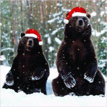 BluffCityElem's tweet photo. Merry Christmas Grizzlies! https://t.co/GFHh6s5iWb
