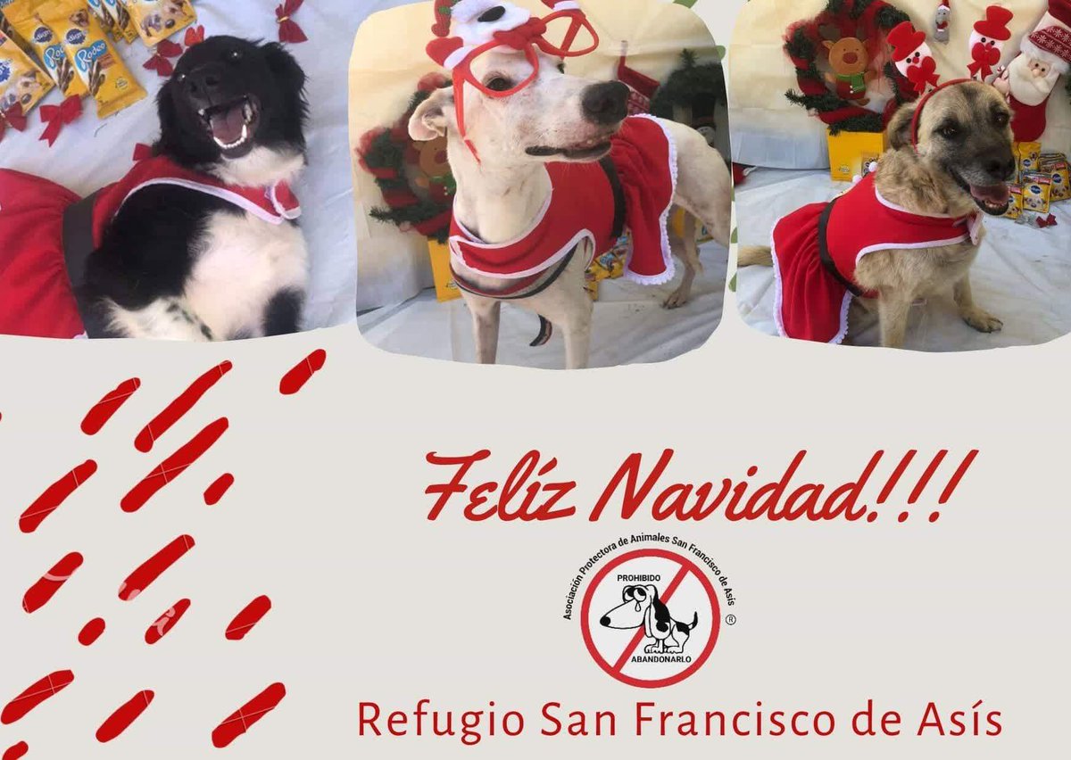 Refugio San Francisco de Asís tweet media