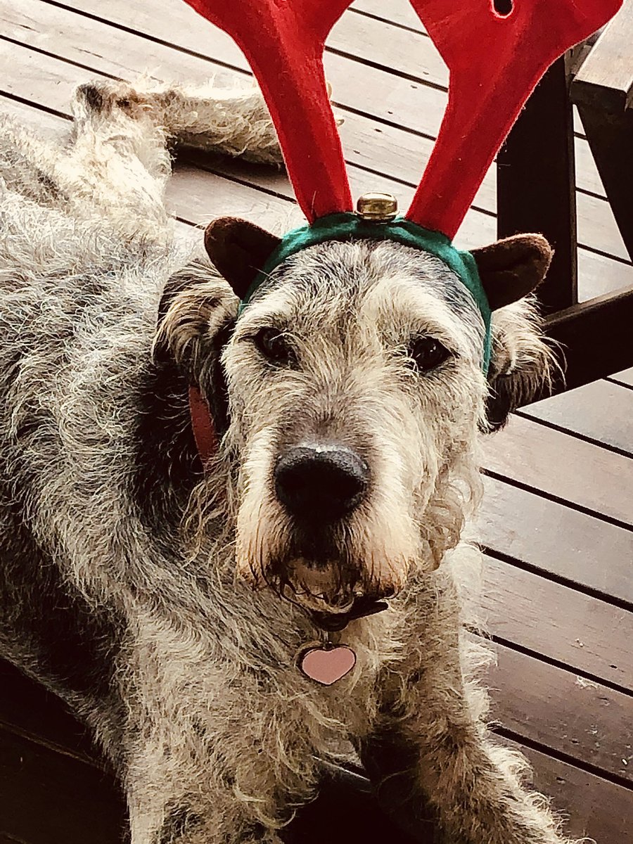 ⁦<a href="/StruppiDog/">Struppi the dog and Zorro!</a>⁩ Merry Christmas from Rosie!