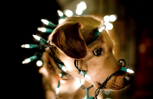 WoofRight's tweet photo. Merry Christmas!

#DogRightChristmas #ArooArooAroo #SantyPawsHasArrived #ChristmasDoggos #TheForeverNiceList https://t.co/Tb1nyHUuDe
