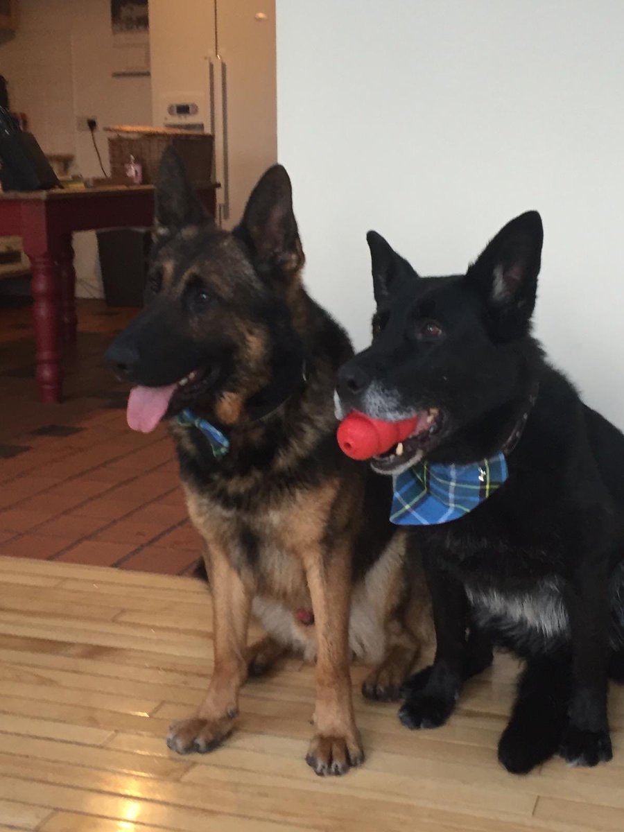 PDOscar3's tweet photo. Merry Christmas to everyone, me and saxon have had our pressies. Looking very smart in our Manx tartan 👍 https://t.co/fPAkYfdZbr