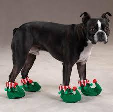 WoofRight's tweet photo. Merry Christmas!

#DogRightChristmas #ArooArooAroo #SantyPawsHasArrived #ChristmasDoggos #TheForeverNiceList https://t.co/5bSjxKpOQA