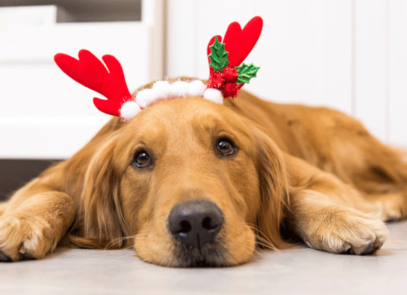 WoofRight's tweet photo. Merry Christmas!

#DogRightChristmas #ArooArooAroo #SantyPawsHasArrived #ChristmasDoggos #TheForeverNiceList https://t.co/dYLmhwyXUy